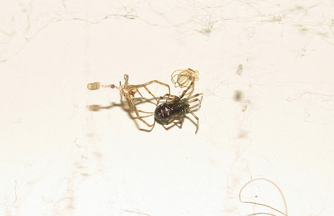 Steatoda triangulosa